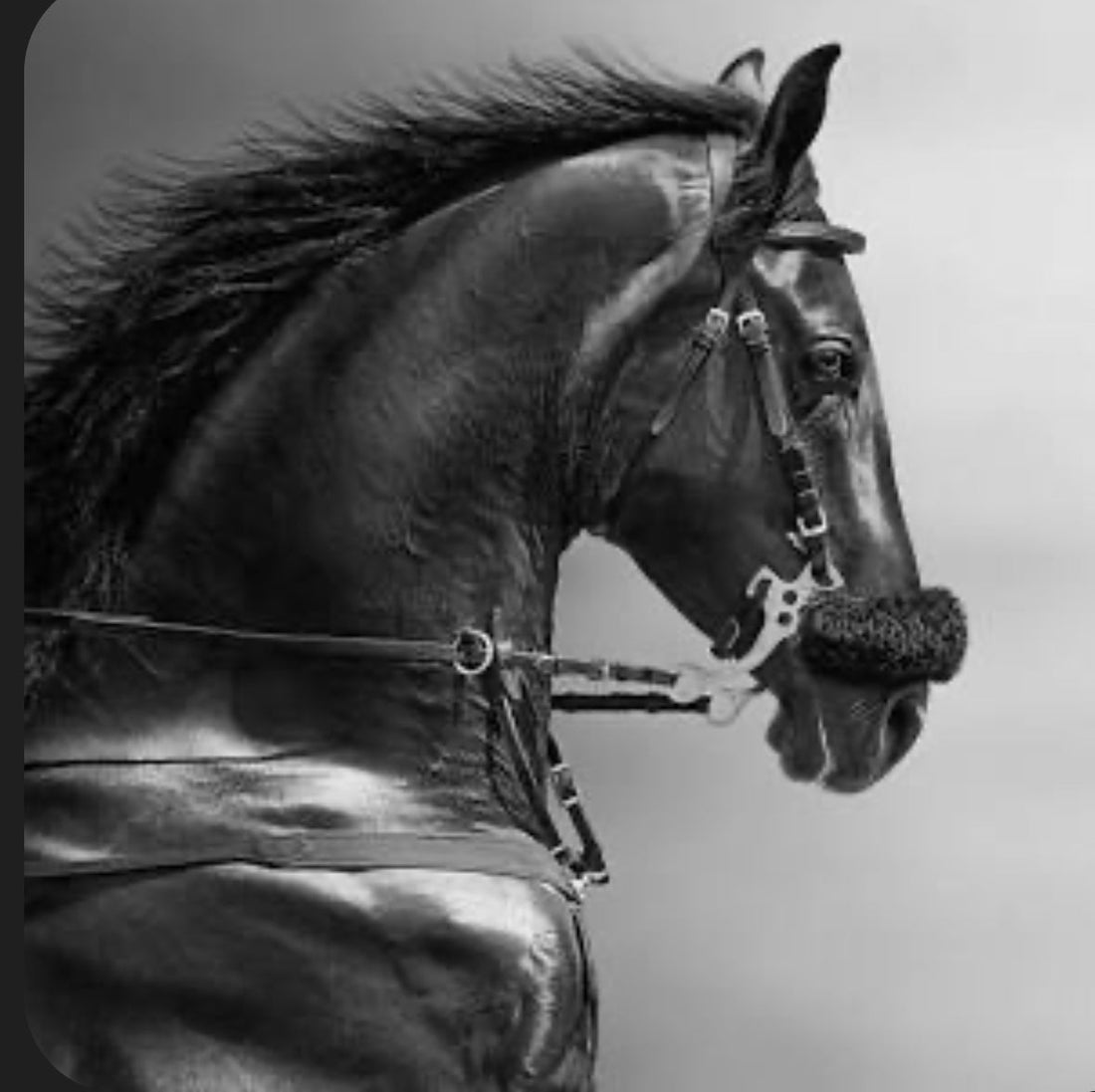 ketamine is not just for horses or animals